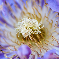 Buy canvas prints of The Fiery Heart of a Poppy Anemone by Simon Marlow