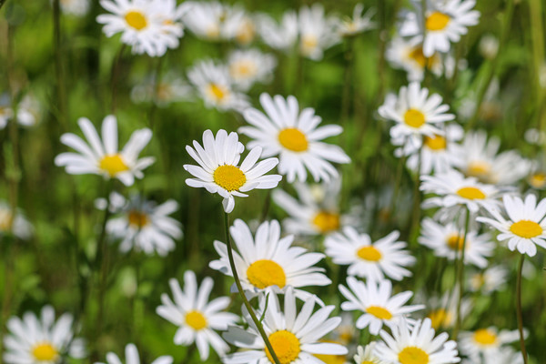 Summer Oxeye Daisies A Burst of Sunshine Picture Board by Simon Marlow