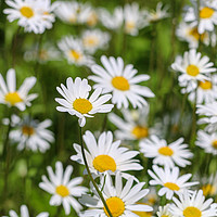 Buy canvas prints of Summer Oxeye Daisies A Burst of Sunshine by Simon Marlow