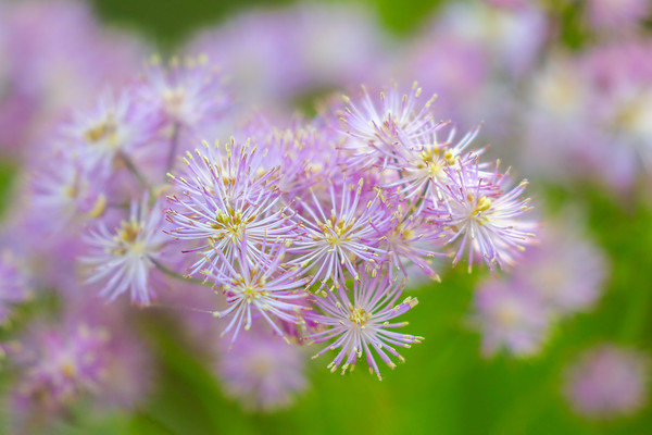 Enchanting French Meadow Rue Picture Board by Simon Marlow