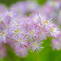 Buy canvas prints of Enchanting French Meadow Rue by Simon Marlow