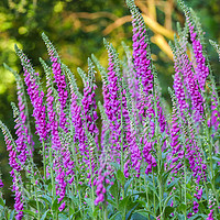 Buy canvas prints of Enchanting Foxglove Meadow by Simon Marlow