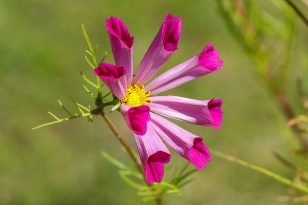 Stunning Cosmos in Full Bloom Picture Board by Simon Marlow