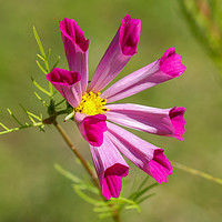 Buy canvas prints of Stunning Cosmos in Full Bloom by Simon Marlow