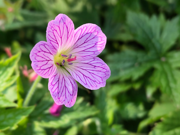 French Cranesbill (Geranium endressii) Picture Board by Simon Marlow