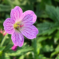Buy canvas prints of French Cranesbill (Geranium endressii) by Simon Marlow