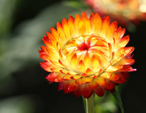 Beautiful Garden Marigold Flower Picture Board by Simon Marlow