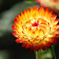 Buy canvas prints of Beautiful Garden Marigold Flower by Simon Marlow