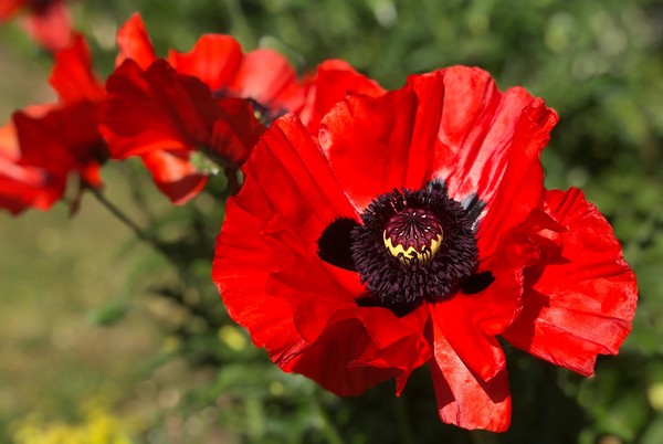 Vibrant Red Poppies Picture Board by Simon Marlow