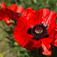 Buy canvas prints of Vibrant Red Poppies by Simon Marlow