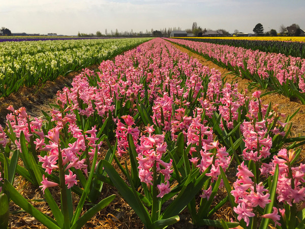 The Flower fields of Holland Picture Board by Simon Marlow