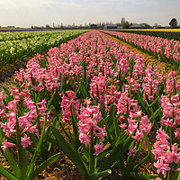 Buy canvas prints of The Flower fields of Holland by Simon Marlow
