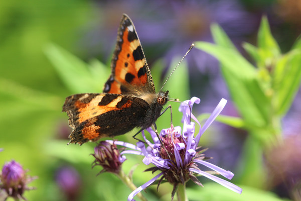 Beautiful summer Tortoiseshell Butterfly Picture Board by Simon Marlow
