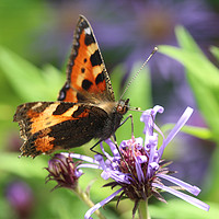Buy canvas prints of Beautiful summer Tortoiseshell Butterfly by Simon Marlow