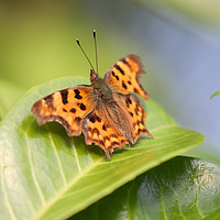 Buy canvas prints of The Small Comma in All Its Flawless Glory by Simon Marlow