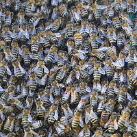 Buy canvas prints of A large swarm of Honey Bees close up by Simon Marlow