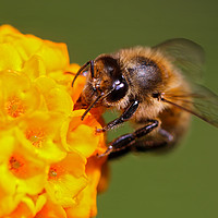 Buy canvas prints of Bee on a vibrant yellow flower by Simon Marlow