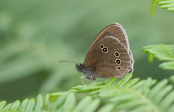 Graceful Meadow Brown Butterfly Picture Board by Simon Marlow