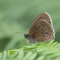 Buy canvas prints of Graceful Meadow Brown Butterfly by Simon Marlow