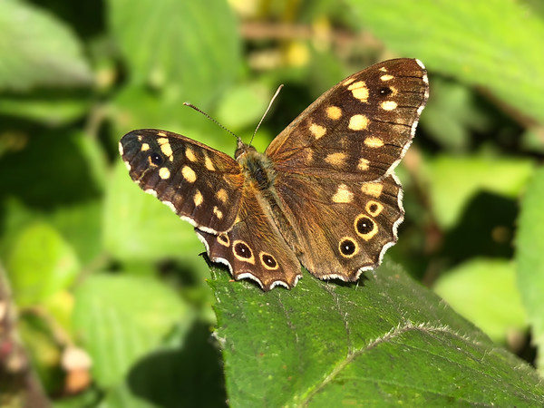 Speckled Wood Butterfly Picture Board by Simon Marlow