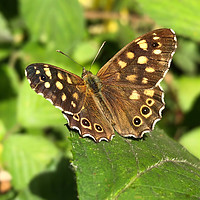 Buy canvas prints of Speckled Wood Butterfly by Simon Marlow