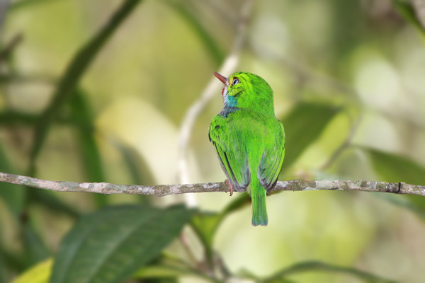 Vibrant Cuban Tody in Lush Rainforest Picture Board by Simon Marlow
