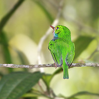 Buy canvas prints of Vibrant Cuban Tody in Lush Rainforest by Simon Marlow