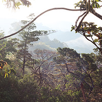 Buy canvas prints of Morning in the Costa Rica rainforest by Simon Marlow
