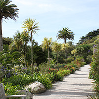 Buy canvas prints of Beautiful Tresco gardens, Isles of Scilly by Simon Marlow