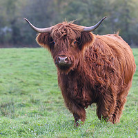 Buy canvas prints of Majestic and Wild Highland Cow by Simon Marlow