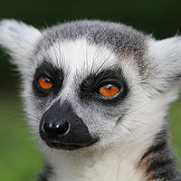 Buy canvas prints of Majestic RingTailed Lemur by Simon Marlow