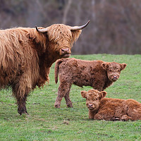 Buy canvas prints of Majestic Highland Cow and Calves by Simon Marlow