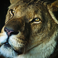 Buy canvas prints of Soulful portrait of a Lion by Simon Marlow