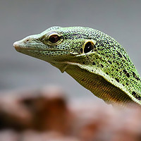 Buy canvas prints of Lime Green Lizard by Simon Marlow