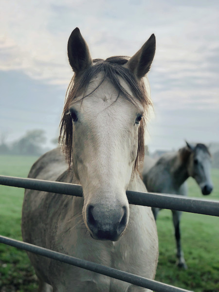 Majestic Stallion at Gateway Picture Board by Simon Marlow