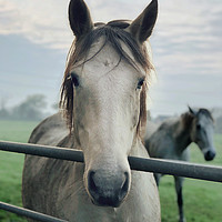 Buy canvas prints of Majestic Stallion at Gateway by Simon Marlow