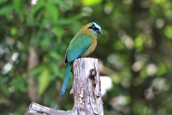 Blue Crowned MotMot of Costa Rica Picture Board by Simon Marlow