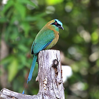 Buy canvas prints of Blue Crowned MotMot of Costa Rica by Simon Marlow