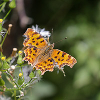 Buy canvas prints of Comma Butterfly by Simon Marlow