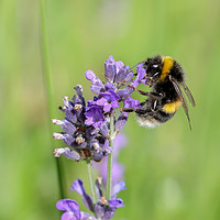 Buy canvas prints of Buzzing Beauty Summer Bee Collecting Pollen by Simon Marlow