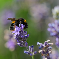 Buy canvas prints of Enchanted Summer Bee Dance by Simon Marlow