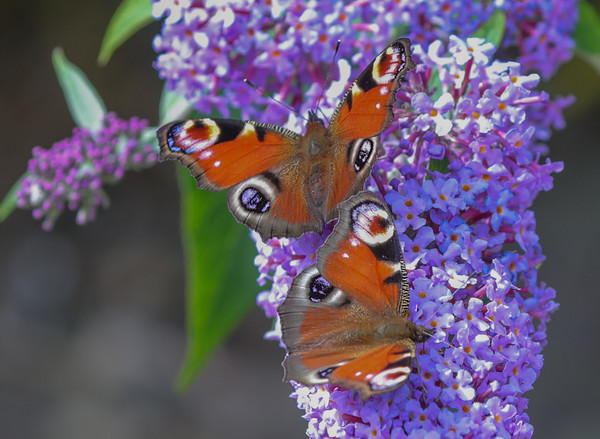 Majestic Peacock Butterflies Dance on Buddleia Picture Board by Simon Marlow