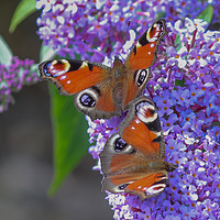 Buy canvas prints of Majestic Peacock Butterflies Dance on Buddleia by Simon Marlow