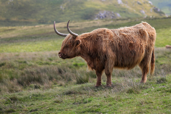 Highland Cow in the Black Mountains, Wales Picture Board by Simon Marlow