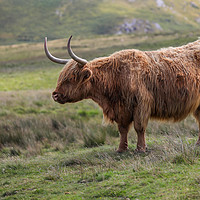 Buy canvas prints of Highland Cow in the Black Mountains, Wales by Simon Marlow