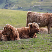 Buy canvas prints of Majestic Highland Cattle Grazing by Simon Marlow