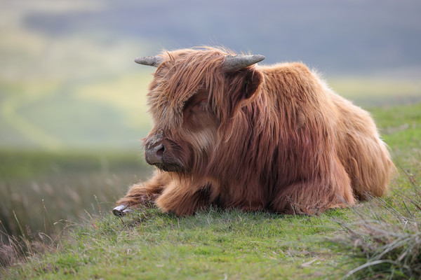 Highland Cow Calf in the Black Mountains, Wales Picture Board by Simon Marlow