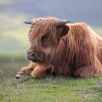 Buy canvas prints of Highland Cow Calf in the Black Mountains, Wales by Simon Marlow