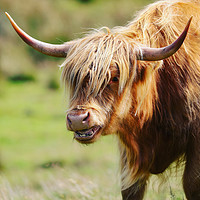 Buy canvas prints of Majestic Highland Cow Grazing by Simon Marlow