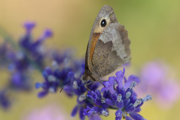 Closeup of a Gatekeeper Butterfly Picture Board by Simon Marlow